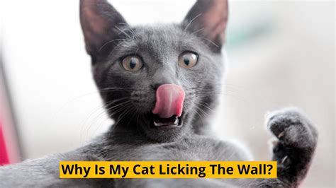 why is my cat licking the wall|why do cats lick fabric.